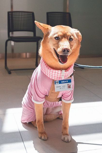 2018年に慈恵犬デビューしたナッツちゃん（推定４才）は少しビビリ。片方の垂れ耳がチャームポイント