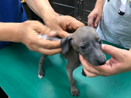 動物病院が犬のストレスにならないようにする方法