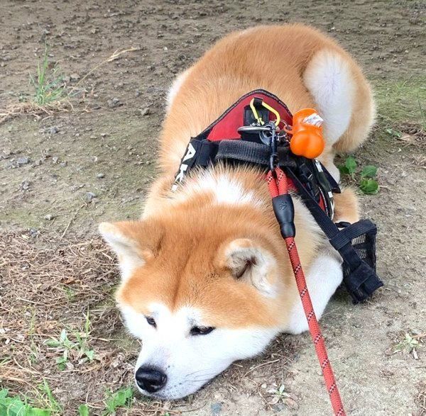 お散歩に動かなくなる秋ちゃん