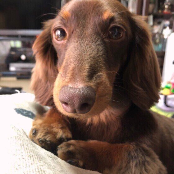 まったりするカニーンヘン・ダックスフンド