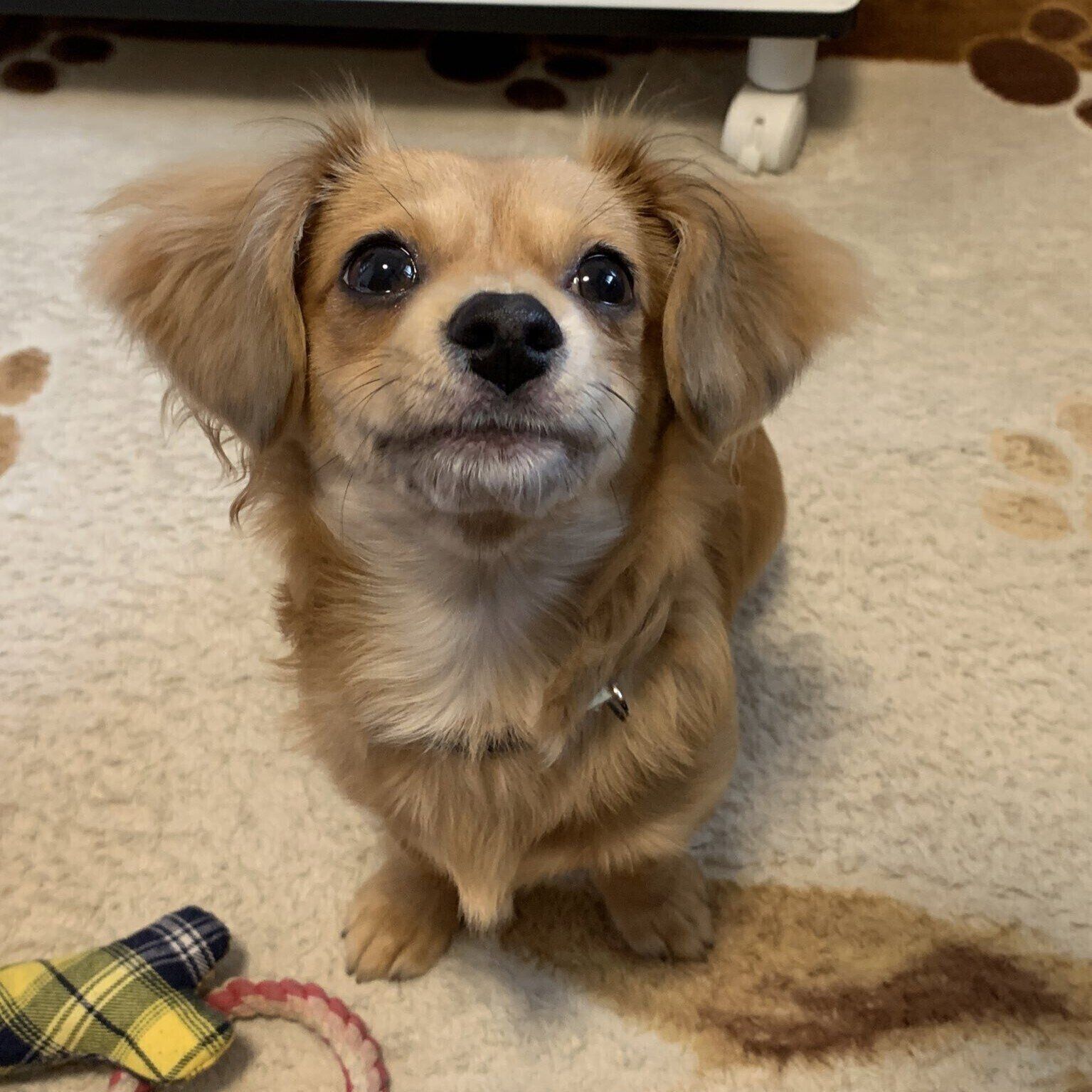 子犬時代のモコナモドキくん　飼い主さん宅にやって来て2カ月経った頃の様子