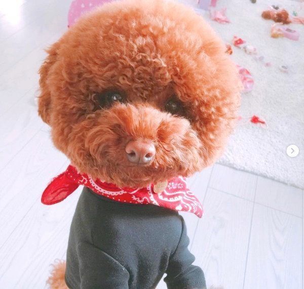 トイ・プードルのサブレくん