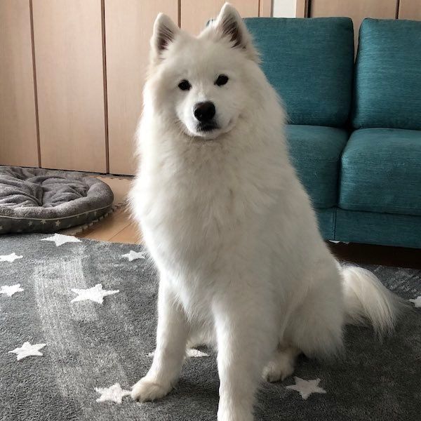 見つめるサモくん