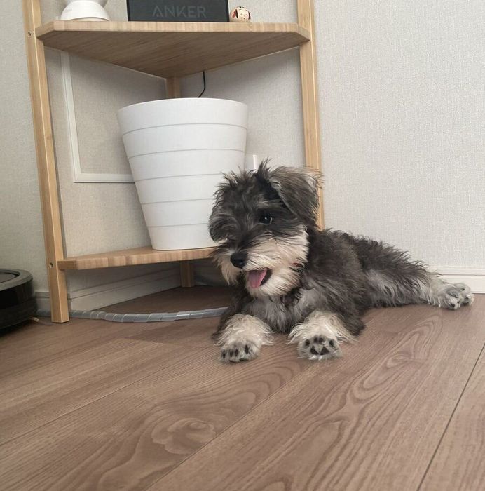 床に寝転がる、るるちゃん