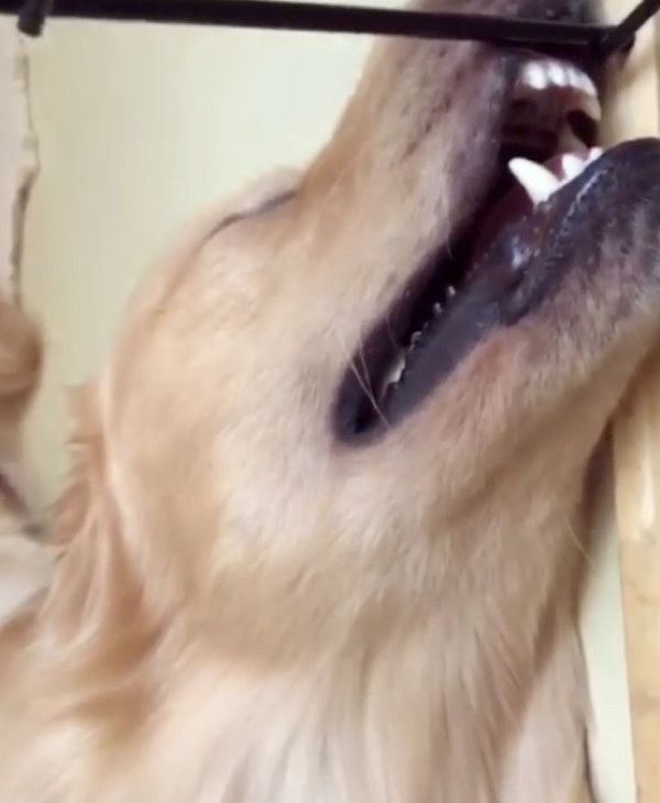 無防備な姿で寝る犬