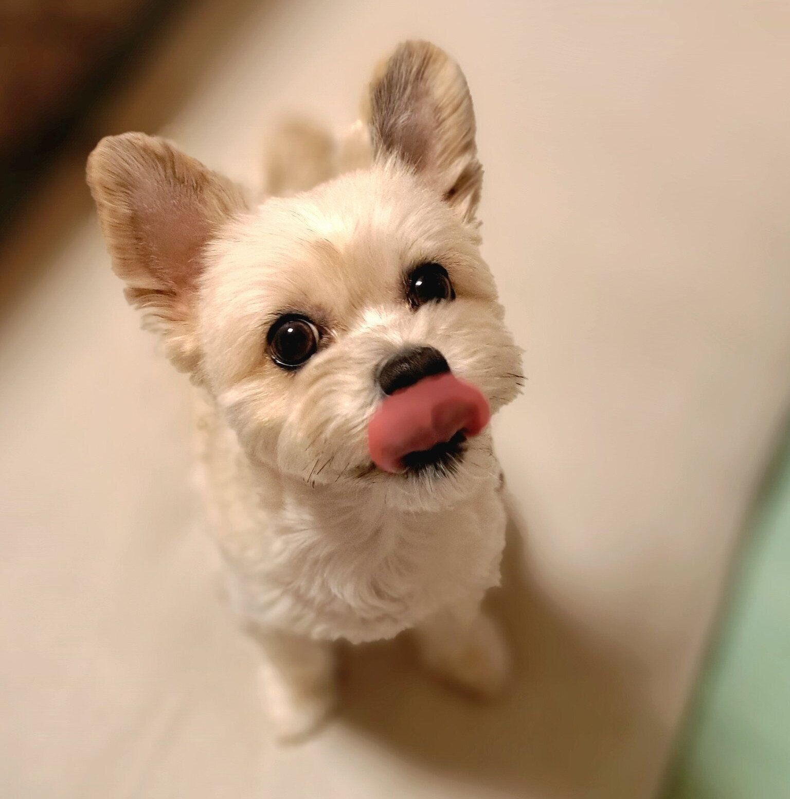 上を見上げて舌を出すククちゃん