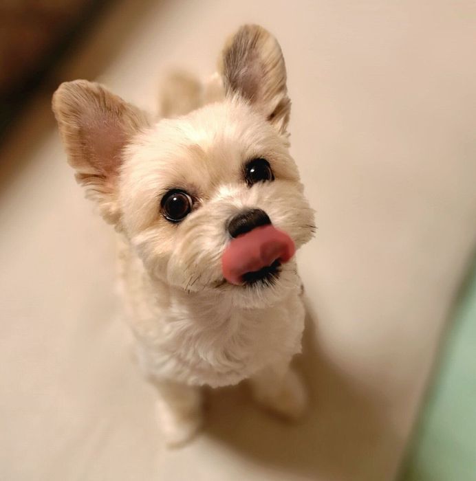 上を見上げて舌を出すククちゃん