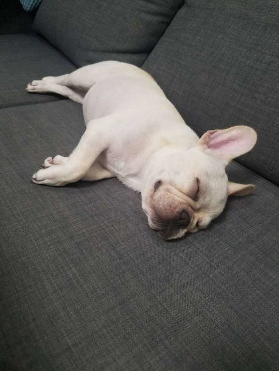 フレンチ・ブルドッグのマルくん