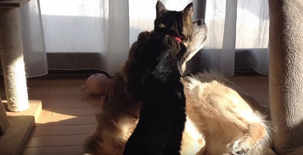 ゴールデン・レトリーバーと猫