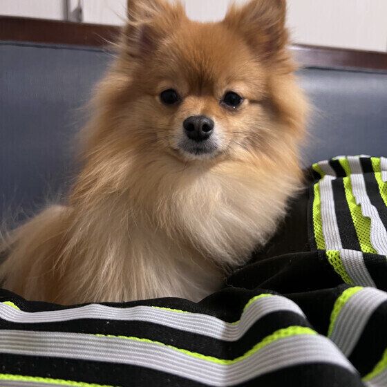 飼い主のそばに座るポメラニアン