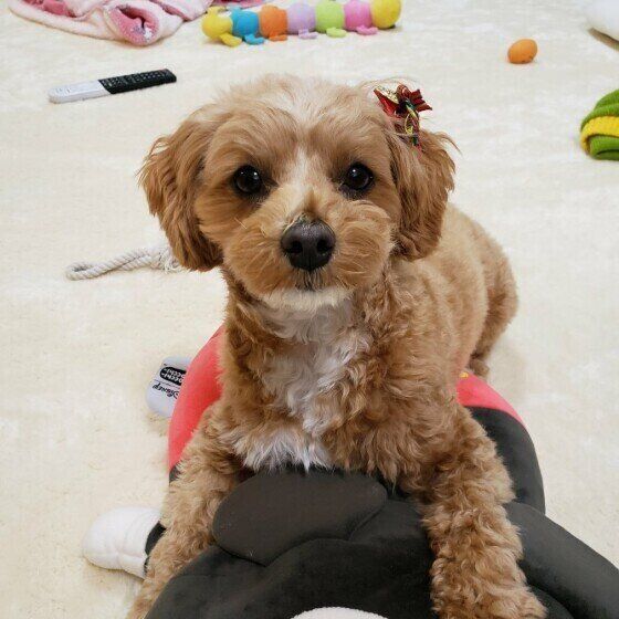 おもちゃで遊ぶ犬