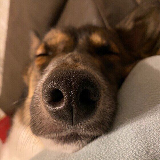 気持ちよさそうに眠るMix犬