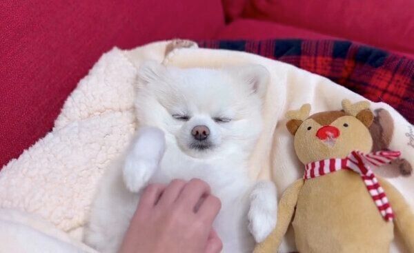 気持ちよさそうに眠るぽんちゃん