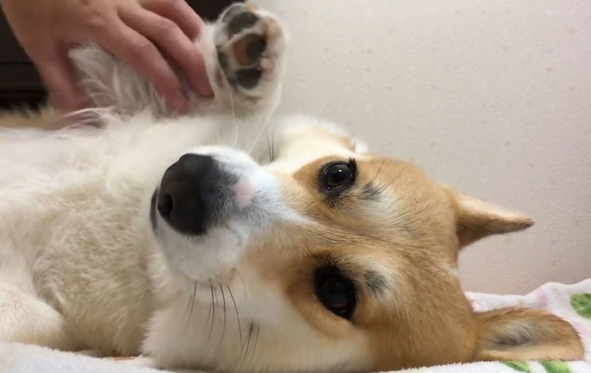 ドライヤーされるコーギー