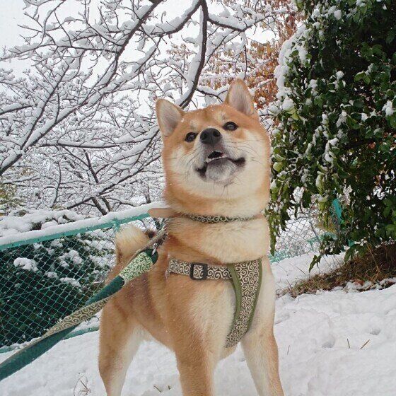 柴のマロンくん