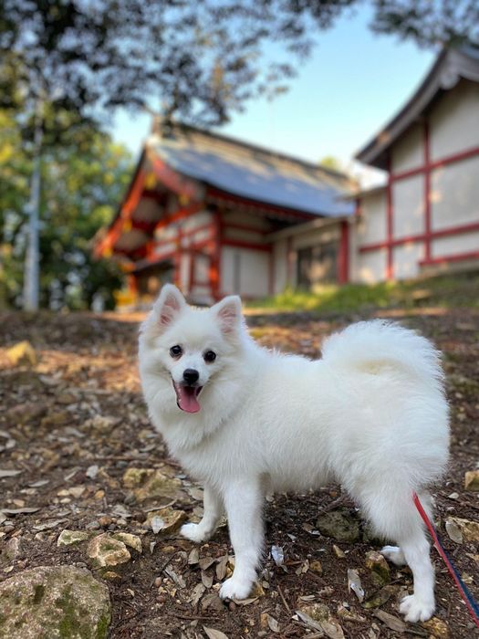 お散歩で笑顔の犬