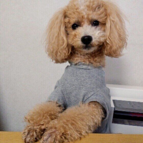 見つめるトイ・プードル