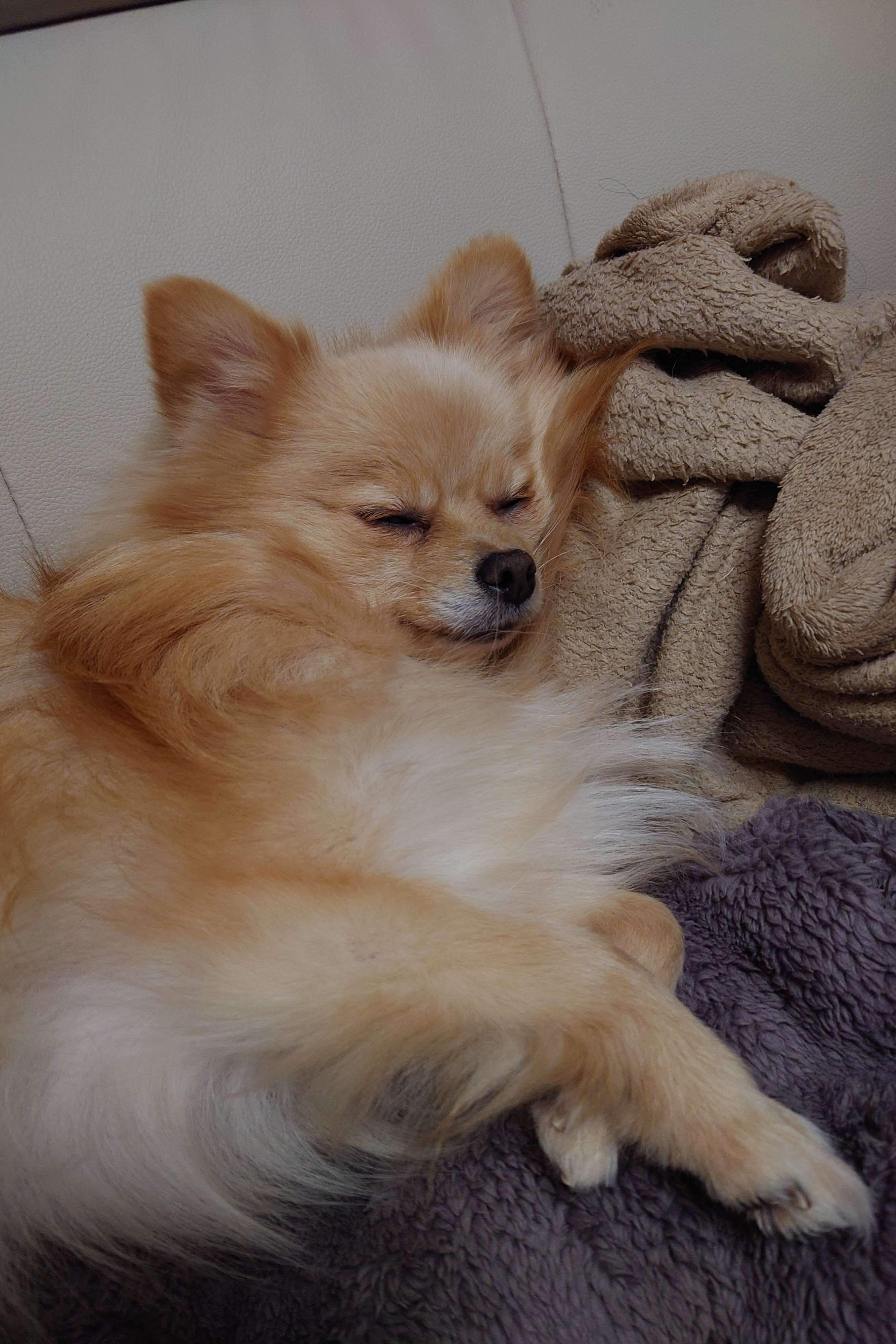 眠るポメラニアン