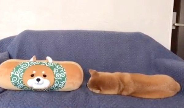 「新入り」と並ぶ柴犬