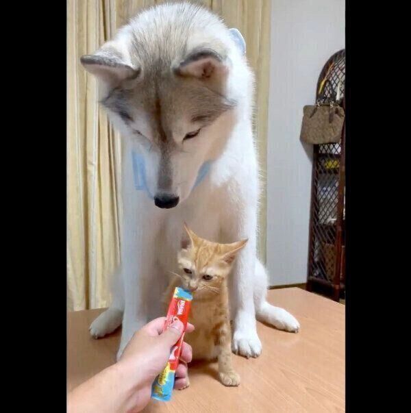 ちゅ〜るを食べるユキちゃん、レンちゃん