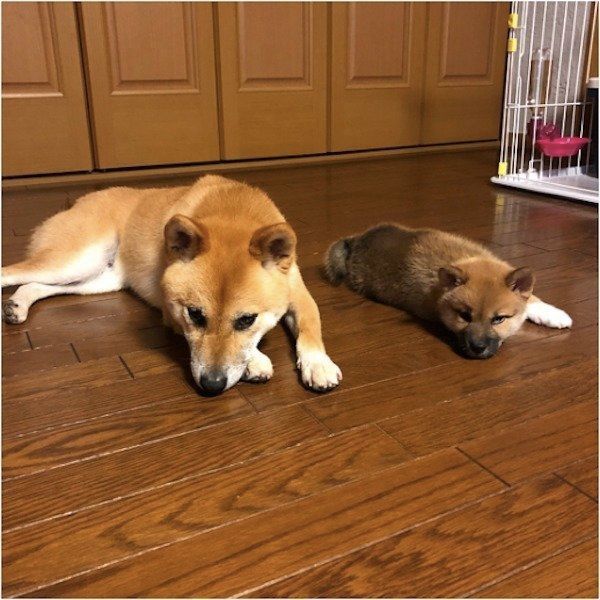 シンクロワンズ