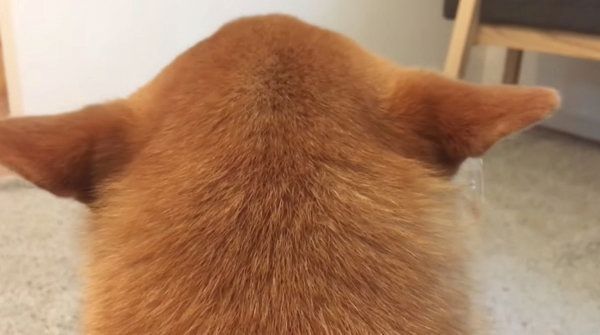 飼い主さんの帰宅を喜ぶ柴犬