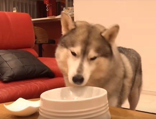 シベリアン・ハスキー