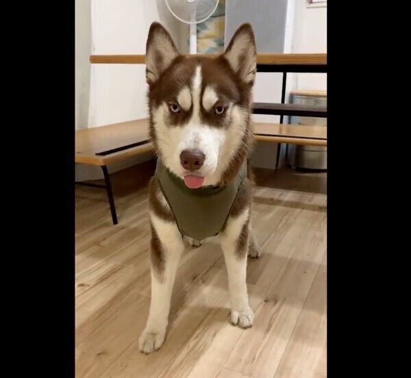 フリーズする大吉くん