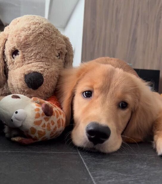 ぬいぐるみと仲良しなうにちゃん