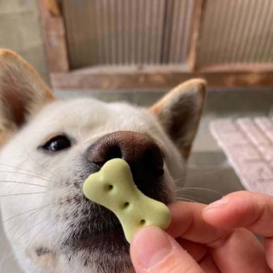 注意点を守れば犬に栗をあげても大丈夫 期待できる整腸作用について いぬのきもちweb Magazine