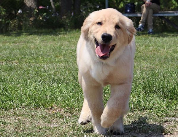 走るゴールデン・レトリーバー