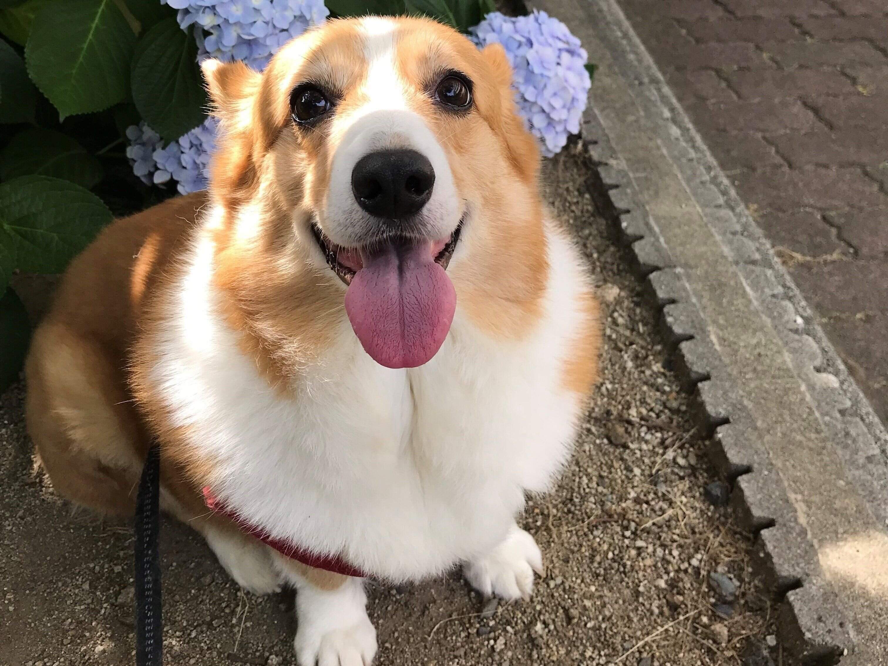 コーギー　屋外