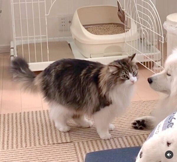 見つめ合う小晴ちゃんと朝陽くん