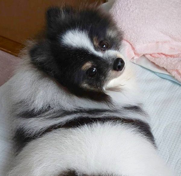 振り向くポメラニアン