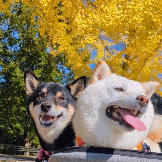笑顔の仲良し柴犬たち