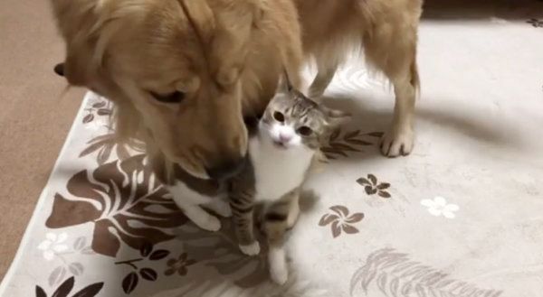 猫とじゃれ合うゴールデン・レトリーバー