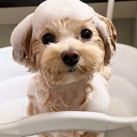 犬用薬用シャンプーにはどのような種類があるの？ 獣医師に聞いてみた いぬのきもち