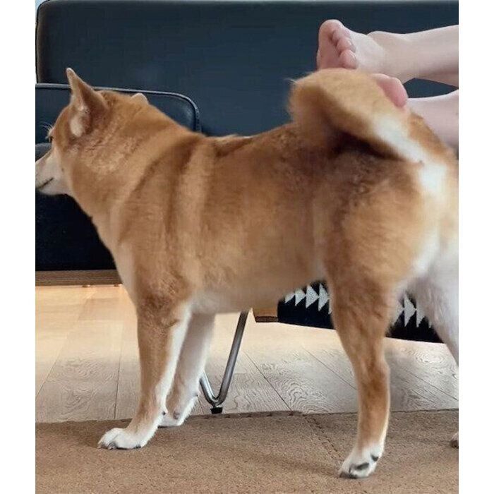 「セルフナデナデ」をするあんこちゃん