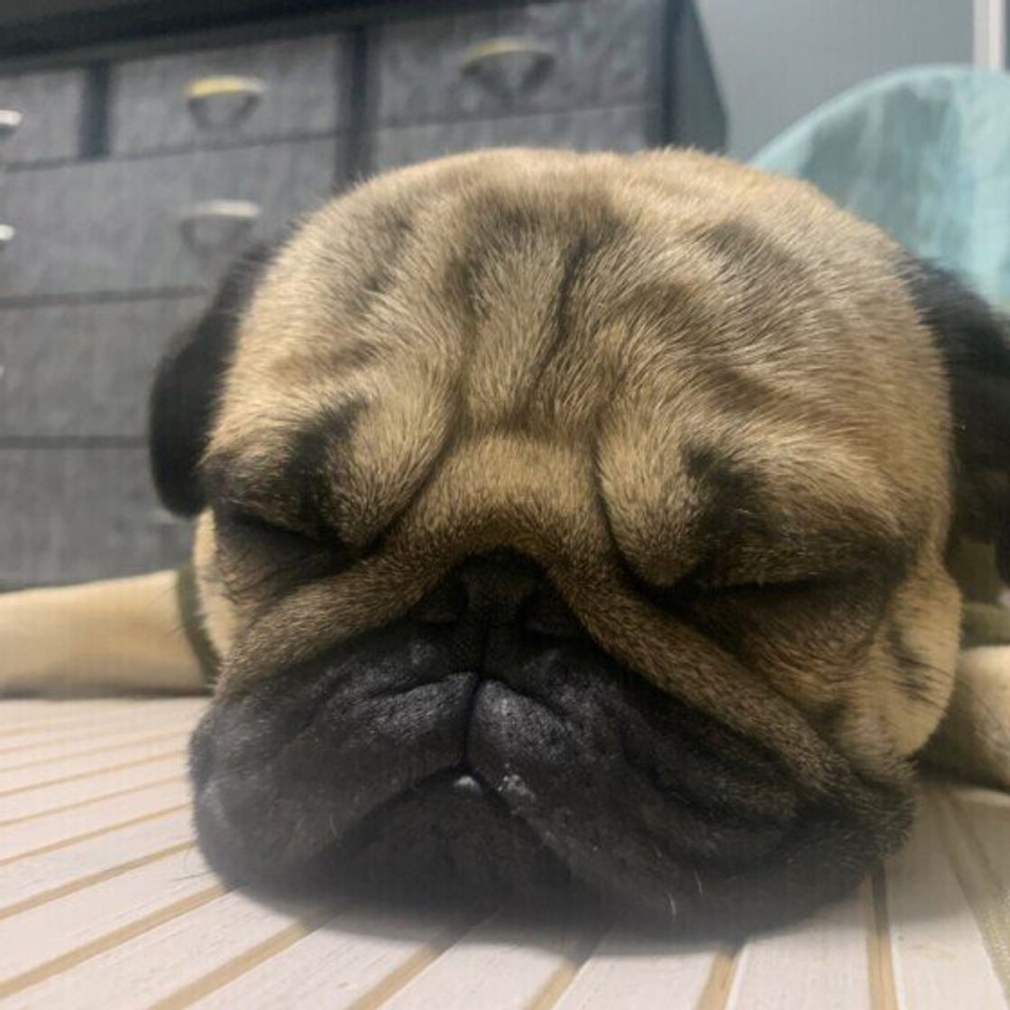 注意して見てあげたい 犬の 問題があるいびき について獣医師が解説 いぬのきもちweb Magazine 注意して見てあげたい 犬の 問題があるいびき について獣医師が解説 いぬのきもちweb Magazine