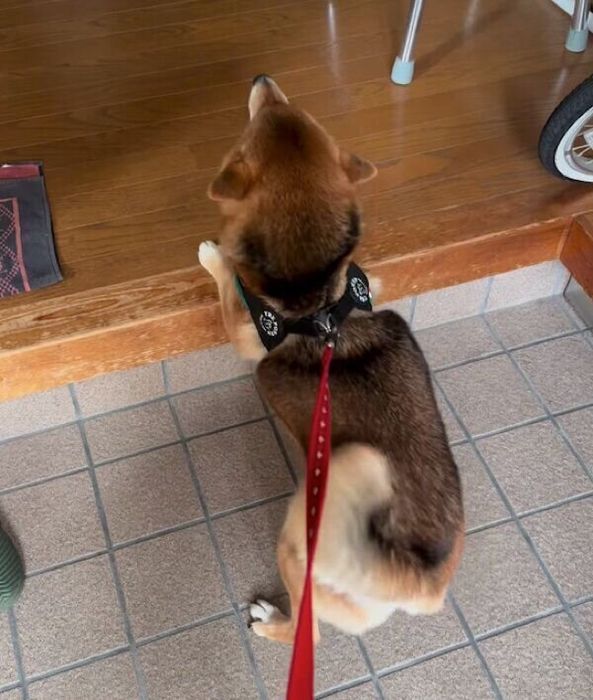 おばあちゃんの声が聞こえて喜びを爆発させるハチちゃん