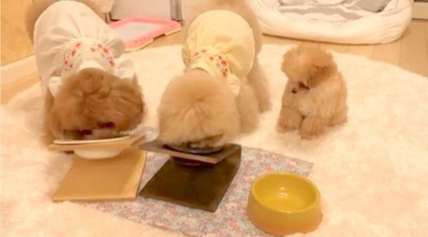 ごはんを食べるトイ・プードル3姉妹