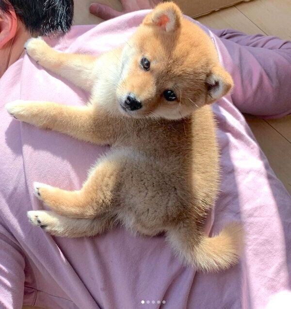 見つめるこたろうくん