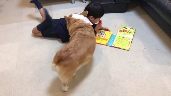 マイクの順番が回ってこないコーギー