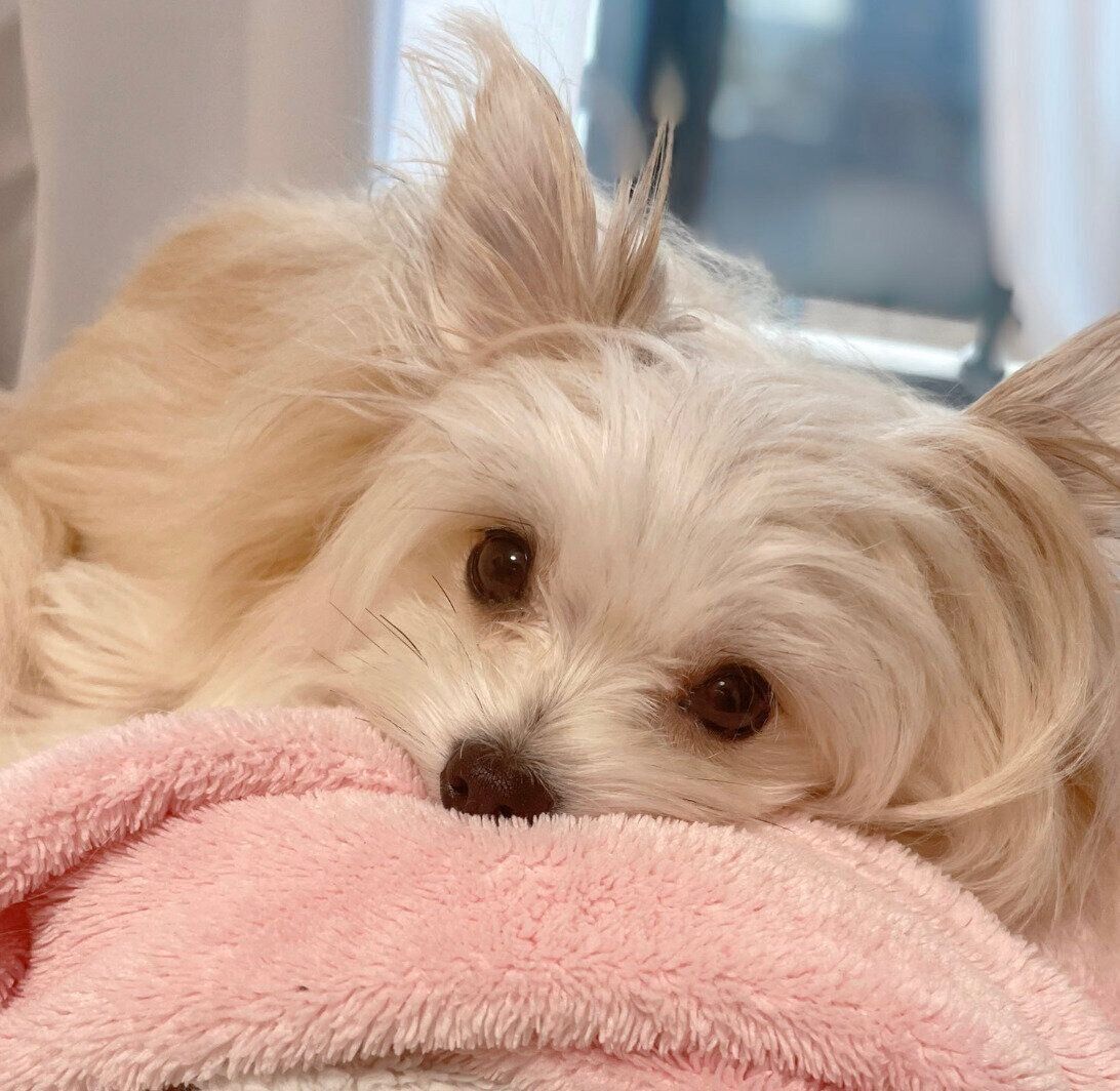 飼い主さんを起こしにきためろ子ちゃん