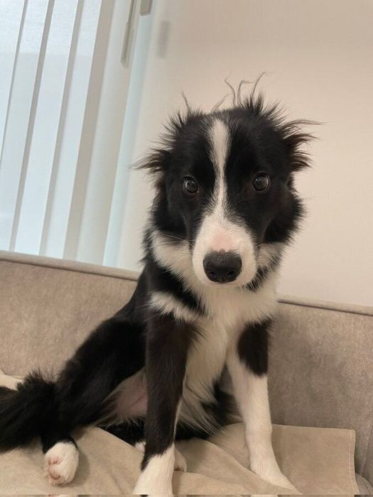 Xで話題になった「寝起き」のリリーちゃん