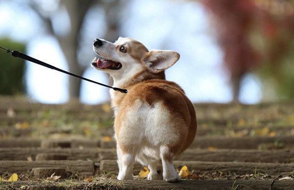 散歩するコーギー