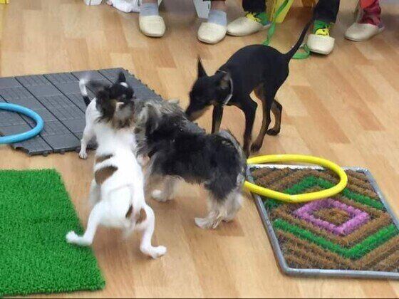 子犬の社会化に役立つ パピーパーティーとは？ いぬのきもち