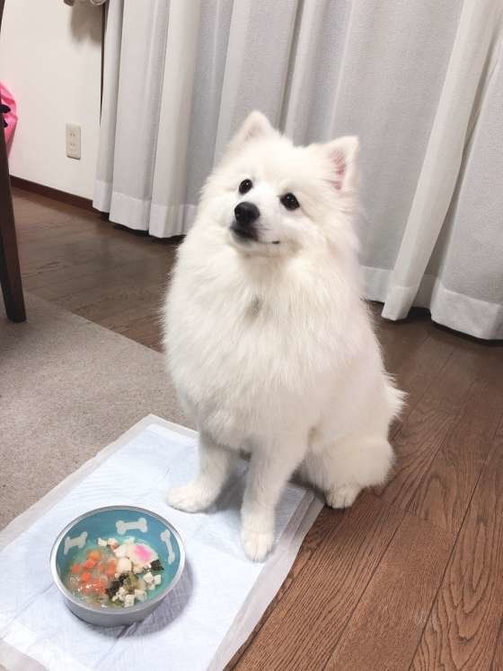 犬におすそわけできる年末年始の料理と注意点 お雑煮