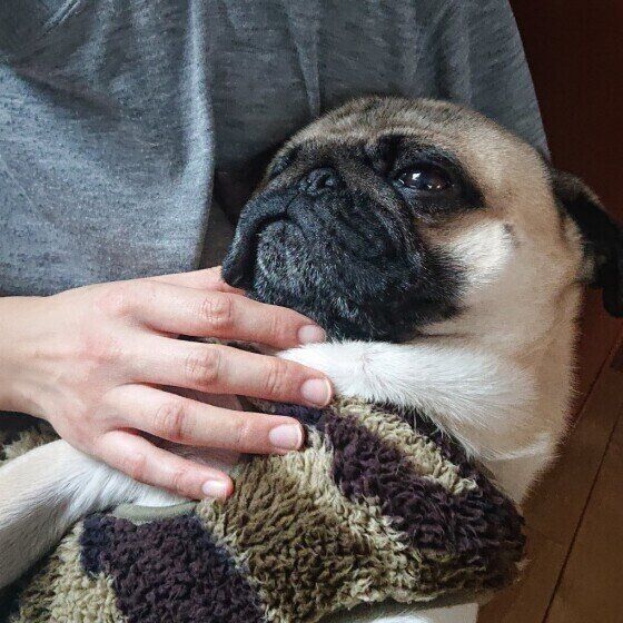 犬の甘えている行動に気がつくには？ いぬのきもち