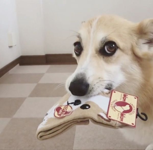 靴下をくわえて逃げ回る犬